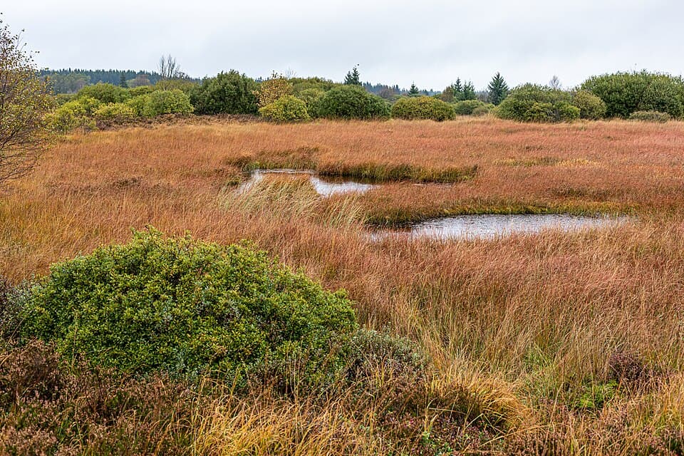 Les Hautes Fagnes en une journée - tourbières et caillebotis - photo 2